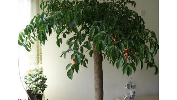 刺槐适合种在客厅吗？北方风水解析智研卡密分销 | 创作者分成平台 | 商业全案定制 | 域名交易平台 | 运营方案 | 积分兑换系统 | 知识付费社群智研新知品牌官方网站站