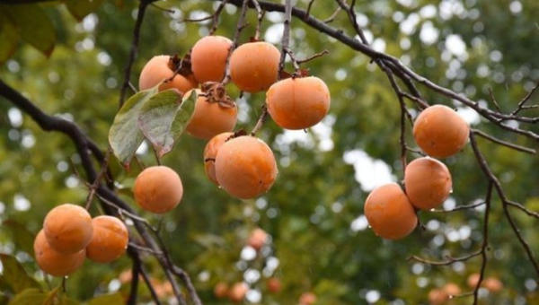 院子里种植柿树的风水好处智研卡密分销 | 创作者分成平台 | 商业全案定制 | 域名交易平台 | 运营方案 | 积分兑换系统 | 知识付费社群智研新知品牌官方网站站