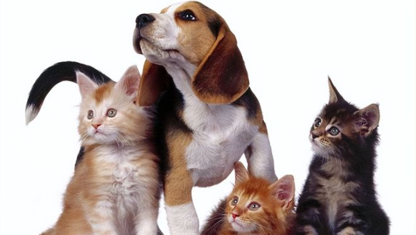 院子里养猫的风水讲究智研卡密分销 | 创作者分成平台 | 商业全案定制 | 域名交易平台 | 运营方案 | 积分兑换系统 | 知识付费社群智研新知品牌官方网站站