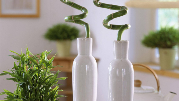 客厅摆放落地灯的风水宜忌智研卡密分销 | 创作者分成平台 | 商业全案定制 | 域名交易平台 | 运营方案 | 积分兑换系统 | 知识付费社群智研新知品牌官方网站站