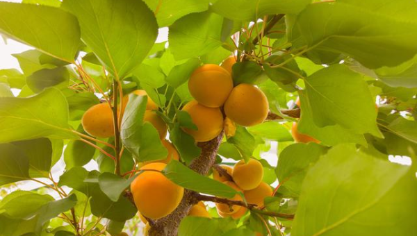 院子里种植杏树的风水好处智研卡密分销 | 创作者分成平台 | 商业全案定制 | 域名交易平台 | 运营方案 | 积分兑换系统 | 知识付费社群智研新知品牌官方网站站