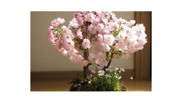 阳台种植樱花的北方风水探讨智研卡密分销 | 创作者分成平台 | 商业全案定制 | 域名交易平台 | 运营方案 | 积分兑换系统 | 知识付费社群智研新知品牌官方网站站