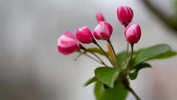 阳台种植海棠花的北方风水探讨智研卡密分销 | 创作者分成平台 | 商业全案定制 | 域名交易平台 | 运营方案 | 积分兑换系统 | 知识付费社群智研新知品牌官方网站站