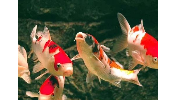 院子里养金鱼的风水讲究智研卡密分销 | 创作者分成平台 | 商业全案定制 | 域名交易平台 | 运营方案 | 积分兑换系统 | 知识付费社群智研新知品牌官方网站站