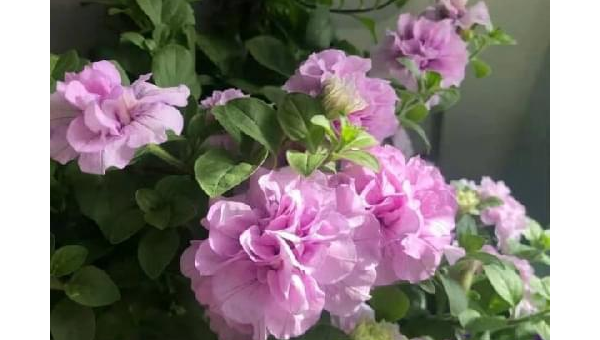 阳台种植牡丹花的北方风水探讨智研卡密分销 | 创作者分成平台 | 商业全案定制 | 域名交易平台 | 运营方案 | 积分兑换系统 | 知识付费社群智研新知品牌官方网站站