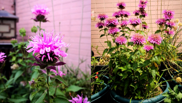 阳台种植木槿花的北方风水分析智研卡密分销 | 创作者分成平台 | 商业全案定制 | 域名交易平台 | 运营方案 | 积分兑换系统 | 知识付费社群智研新知品牌官方网站站