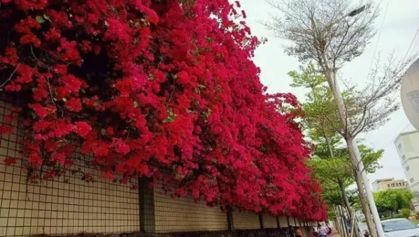 阳台种植紫荆花的北方风水探讨智研卡密分销 | 创作者分成平台 | 商业全案定制 | 域名交易平台 | 运营方案 | 积分兑换系统 | 知识付费社群智研新知品牌官方网站站
