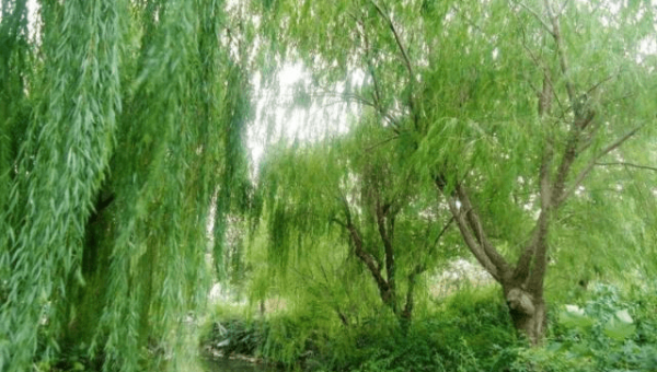 院子里种植柳树的风水好处智研卡密分销 | 创作者分成平台 | 商业全案定制 | 域名交易平台 | 运营方案 | 积分兑换系统 | 知识付费社群智研新知品牌官方网站站