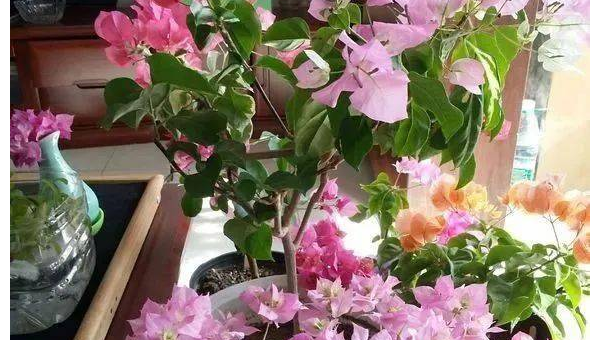 阳台种植杜鹃花的北方风水探讨智研卡密分销 | 创作者分成平台 | 商业全案定制 | 域名交易平台 | 运营方案 | 积分兑换系统 | 知识付费社群智研新知品牌官方网站站