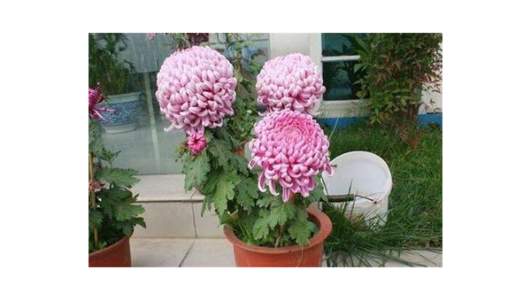 阳台种植菊花的北方风水分析智研卡密分销 | 创作者分成平台 | 商业全案定制 | 域名交易平台 | 运营方案 | 积分兑换系统 | 知识付费社群智研新知品牌官方网站站