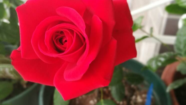 阳台种植玫瑰花的北方风水分析智研卡密分销 | 创作者分成平台 | 商业全案定制 | 域名交易平台 | 运营方案 | 积分兑换系统 | 知识付费社群智研新知品牌官方网站站