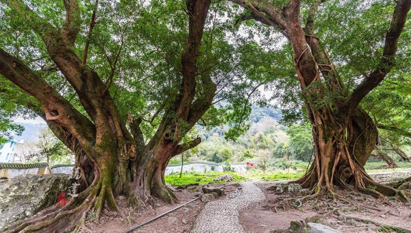 家中种植金银树的风水好处智研卡密分销 | 创作者分成平台 | 商业全案定制 | 域名交易平台 | 运营方案 | 积分兑换系统 | 知识付费社群智研新知品牌官方网站站