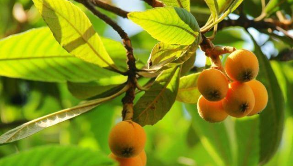 批杷树对风水的影响及解释智研卡密分销 | 创作者分成平台 | 商业全案定制 | 域名交易平台 | 运营方案 | 积分兑换系统 | 知识付费社群智研新知品牌官方网站站