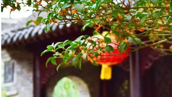 院子种植桂花树对风水的影响智研卡密分销 | 创作者分成平台 | 商业全案定制 | 域名交易平台 | 运营方案 | 积分兑换系统 | 知识付费社群智研新知品牌官方网站站