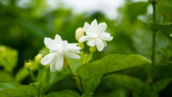 阳台种植茉莉花的北方风水分析智研卡密分销 | 创作者分成平台 | 商业全案定制 | 域名交易平台 | 运营方案 | 积分兑换系统 | 知识付费社群智研新知品牌官方网站站