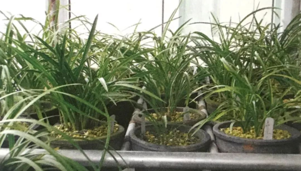 阳台种植兰花的北方风水探讨智研卡密分销 | 创作者分成平台 | 商业全案定制 | 域名交易平台 | 运营方案 | 积分兑换系统 | 知识付费社群智研新知品牌官方网站站