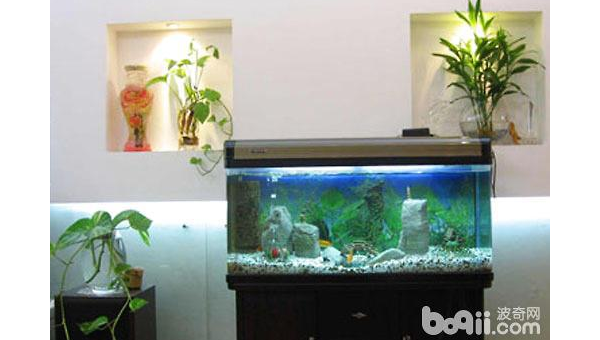 家中放置鱼缸是否能旺财？风水解析智研卡密分销 | 创作者分成平台 | 商业全案定制 | 域名交易平台 | 运营方案 | 积分兑换系统 | 知识付费社群智研新知品牌官方网站站