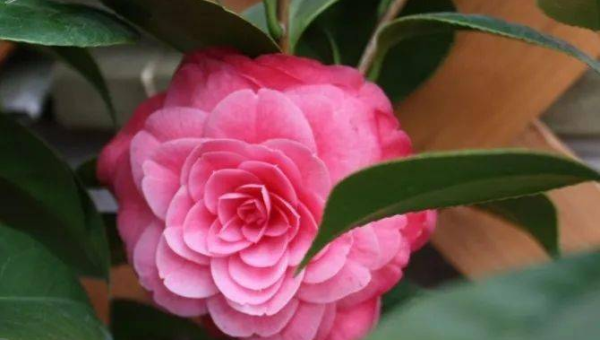 阳台种植茶花的北方风水分析智研卡密分销 | 创作者分成平台 | 商业全案定制 | 域名交易平台 | 运营方案 | 积分兑换系统 | 知识付费社群智研新知品牌官方网站站