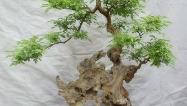 阳台种植菊花树的北方风水探讨智研卡密分销 | 创作者分成平台 | 商业全案定制 | 域名交易平台 | 运营方案 | 积分兑换系统 | 知识付费社群智研新知品牌官方网站站