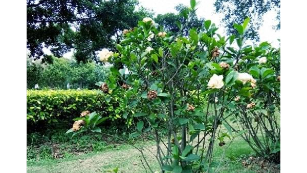 阳台种植软枣树的北方风水分析智研卡密分销 | 创作者分成平台 | 商业全案定制 | 域名交易平台 | 运营方案 | 积分兑换系统 | 知识付费社群智研新知品牌官方网站站